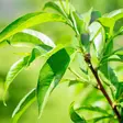 Löylytuoksu Eucalyptus 500ml Harvia - Saunatuoksut - 27050016 - 2